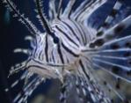 lionfish's Avatar