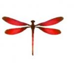 RedDragonfly's Avatar