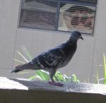pigeonhead's Avatar
