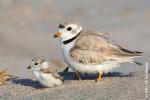 PipingPlover's Avatar