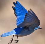Bluebirds's Avatar