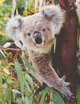 Canadian Koala's Avatar