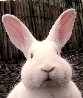 Wascally Wabbit's Avatar