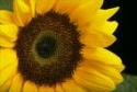 sunflower1776's Avatar