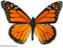 Butterflywings's Avatar