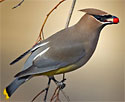 Waxwing's Avatar