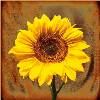 Sunflower17's Avatar