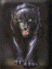 catman's Avatar